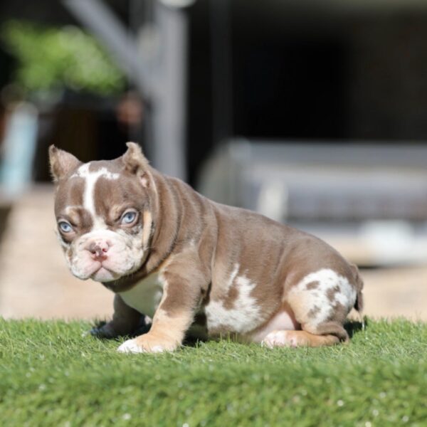 SCARFACE is Our Chocolate Tri Merle American Micro Bully Gangsta