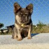 Lilac Tan Fluffy Micro French Bulldog
