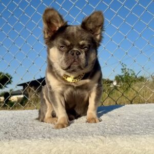 Lilac Tan Fluffy Micro French Bulldog