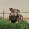 FUTURE, our stunning LILAC TRI MERLE MICRO English Bulldog