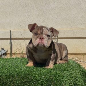 FUTURE, our stunning LILAC TRI MERLE MICRO English Bulldog