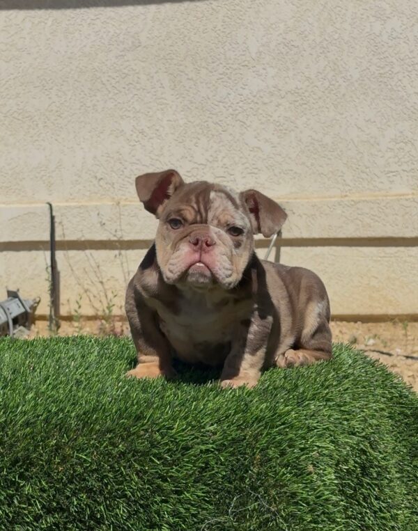 FUTURE, our stunning LILAC TRI MERLE MICRO English Bulldog