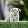 GUCCI  is our Majestic Lilac Tri Merle English Bulldog.