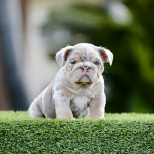GUCCI  is our Majestic Lilac Tri Merle English Bulldog.