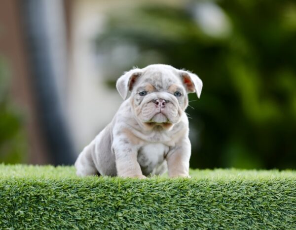 GUCCI  is our Majestic Lilac Tri Merle English Bulldog.