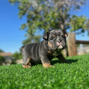 SKYE is an adorable Black Tri female with a compact frame and sweet expression that’s hard to resist.