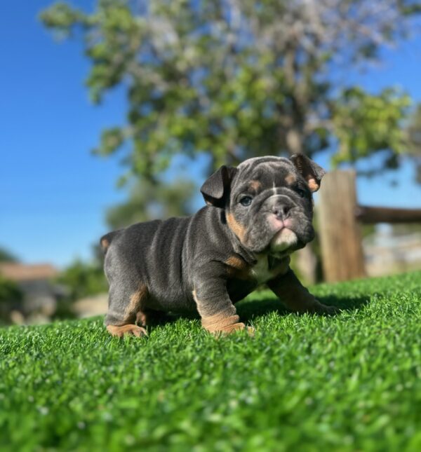 SKYE is an adorable Black Tri female with a compact frame and sweet expression that’s hard to resist.