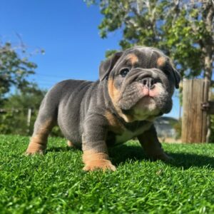 CHANEL is a beautiful lilac tri female with a clean, compact build and eye-catching color.