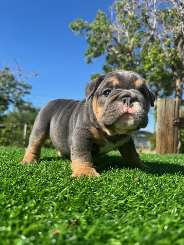 CHANEL is a beautiful lilac tri female with a clean, compact build and eye-catching color.