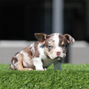 GUNNER is our Exotic Chocolate Tri Merle American Micro Bully.
