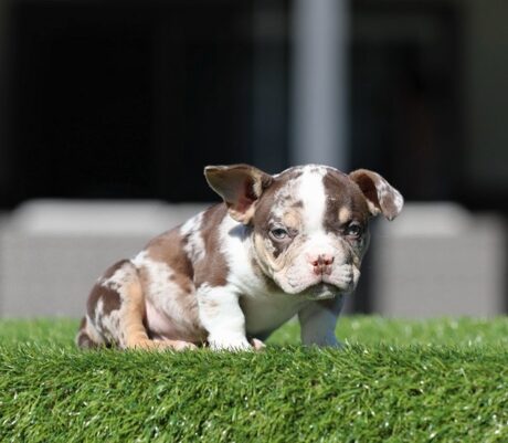 GUNNER is our Exotic Chocolate Tri Merle American Micro Bully.