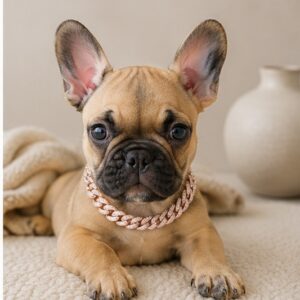Introducing LIZZIE, our adorable, fun loving, FAWN French Bulldog female showing lots of potential!