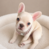 SNOW WHITE aka SNOW! Our Exclusive WHITE Frenchie Princess!SNOW WHITE aka SNOW! Our Exclusive WHITE Frenchie Princess!