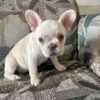 SNOW WHITE aka SNOW! Our Exclusive WHITE Frenchie Princess!