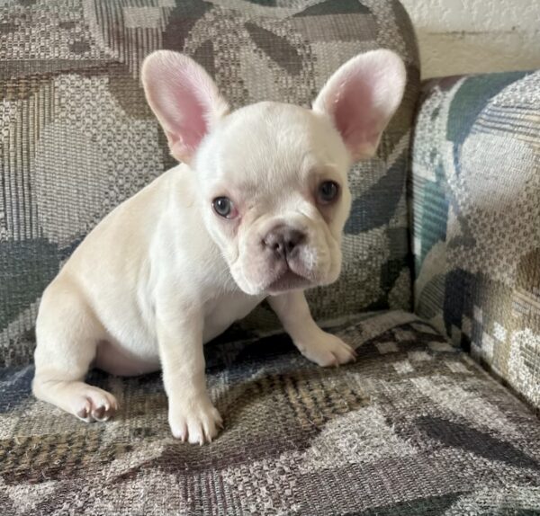 SNOW WHITE aka SNOW! Our Exclusive WHITE Frenchie Princess!