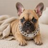 Introducing HEIDI, a captivating fawn French Bulldog