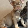 COCO is a beautiful Isabella Tan girl
