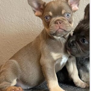 COCO is a beautiful Isabella Tan girl
