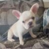SNOW WHITE aka SNOW! Our Exclusive WHITE Frenchie Princess!SNOW WHITE aka SNOW! Our Exclusive WHITE Frenchie Princess!
