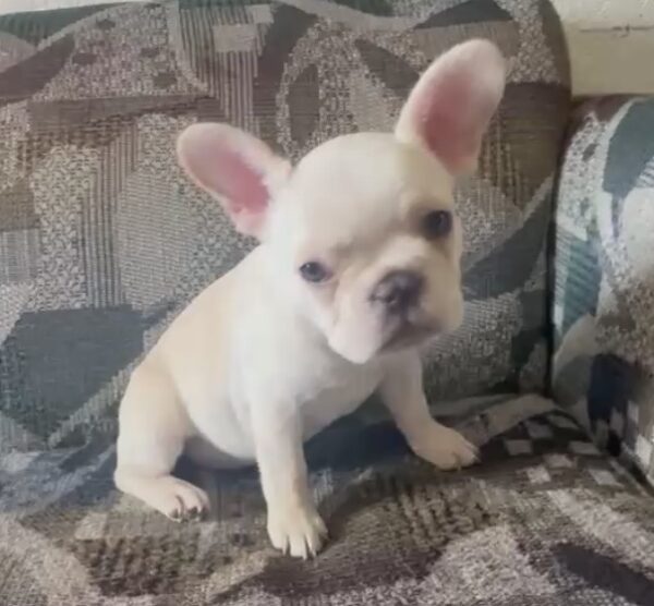 SNOW WHITE aka SNOW! Our Exclusive WHITE Frenchie Princess!SNOW WHITE aka SNOW! Our Exclusive WHITE Frenchie Princess!
