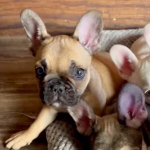 Introducing LIZZIE, our adorable, fun loving, FAWN French Bulldog female showing lots of potential!