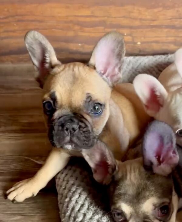 Introducing LIZZIE, our adorable, fun loving, FAWN French Bulldog female showing lots of potential!