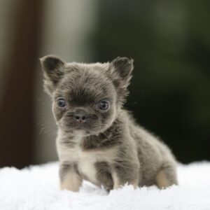 FLUFFY LILAC AND TAN: Adorable SHANIA Awaits You!