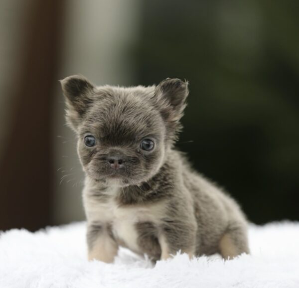 FLUFFY LILAC AND TAN: Adorable SHANIA Awaits You!