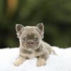 Meet the Stunning Lilac Tan Fluffy girl, DOLLY!