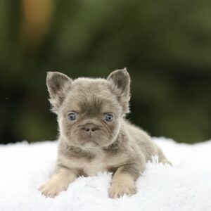 Meet the Stunning Lilac Tan Fluffy girl, DOLLY!
