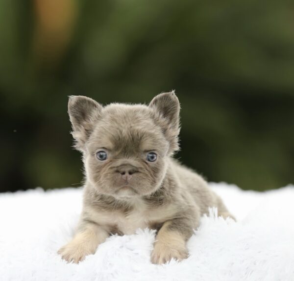 Meet the Stunning Lilac Tan Fluffy girl, DOLLY!