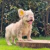 ASHER – ISABELLA MERLE FLUFFY MALE ROYALTY!