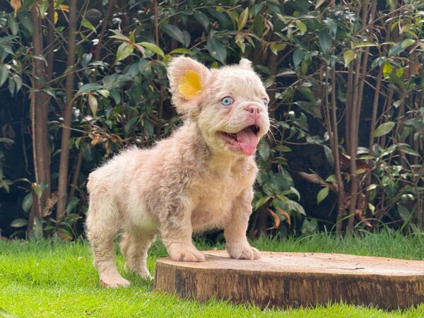 ASHER – ISABELLA MERLE FLUFFY MALE ROYALTY!