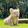 ASHER – ISABELLA MERLE FLUFFY MALE ROYALTY!