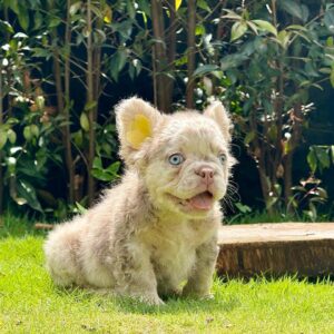 ASHER – ISABELLA MERLE FLUFFY MALE ROYALTY!