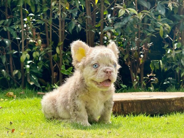 ASHER – ISABELLA MERLE FLUFFY MALE ROYALTY!