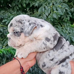 PEBBLES is our STUNNING Lilac Tri Merle English Bulldog Female