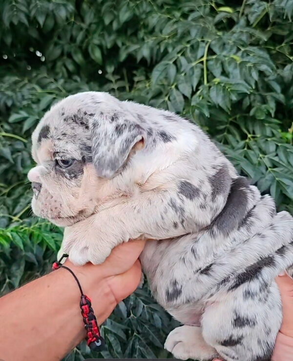 PEBBLES is our STUNNING Lilac Tri Merle English Bulldog Female