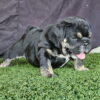 EBONY Black Tan Tri English Bulldog Female