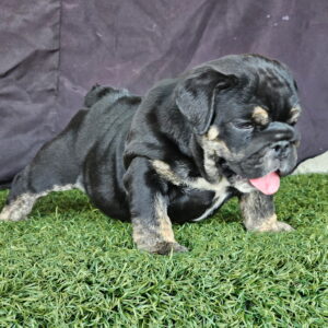 EBONY Black Tan Tri English Bulldog Female