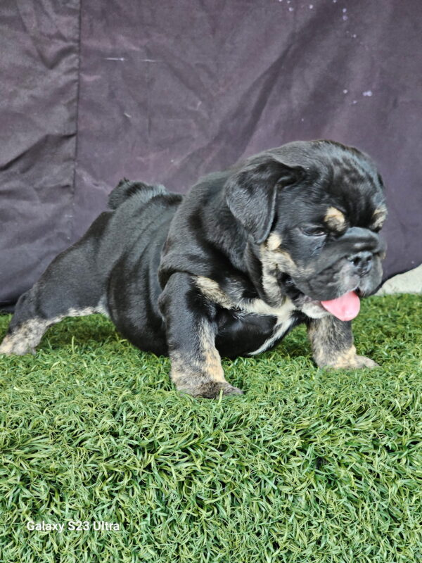 EBONY Black Tan Tri English Bulldog Female