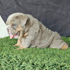 PRADA IS OUR AMAZING MICROÂ Lilac Tan Tri English Bulldog Female