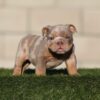GUCCI  is our Majestic Lilac Tri Merle English Bulldog male