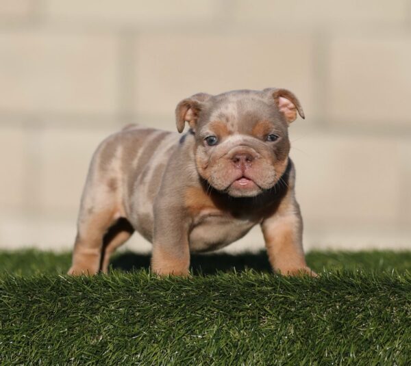 GUCCI  is our Majestic Lilac Tri Merle English Bulldog male
