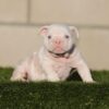 Introducing STORMY, Our Exquisite Lilac Tri Merle Micro English Bulldog Female