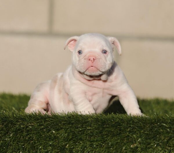 Introducing STORMY, Our Exquisite Lilac Tri Merle Micro English Bulldog Female