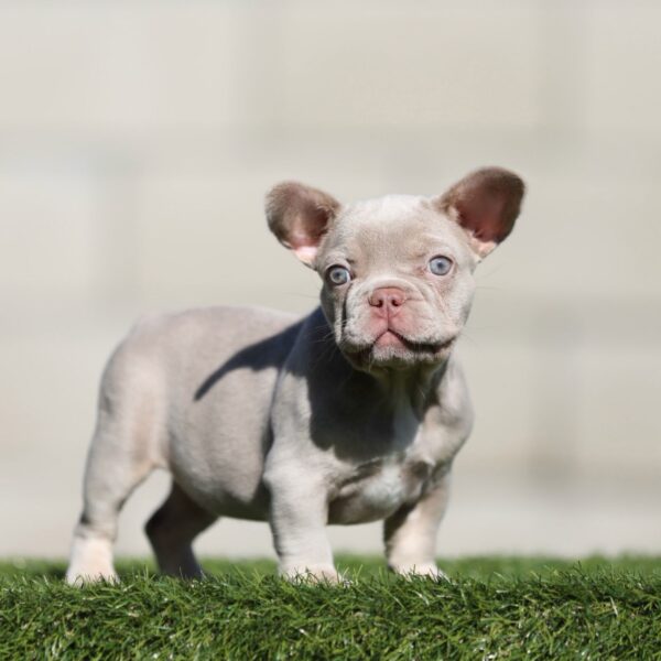 INTRODUCING CHACHA! Our Stunning Isabella FLUFFY CARRIER female! (Born 06/23/26)