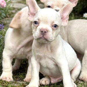 DOC is a handsome White (cream) boy with a compact build, rich coloring, and a lovable little face.
