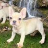 Introducing LIZZIE, our adorable, fun loving, white French Bulldog female showing lots of potential!