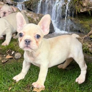 Introducing LIZZIE, our adorable, fun loving, white French Bulldog female showing lots of potential!